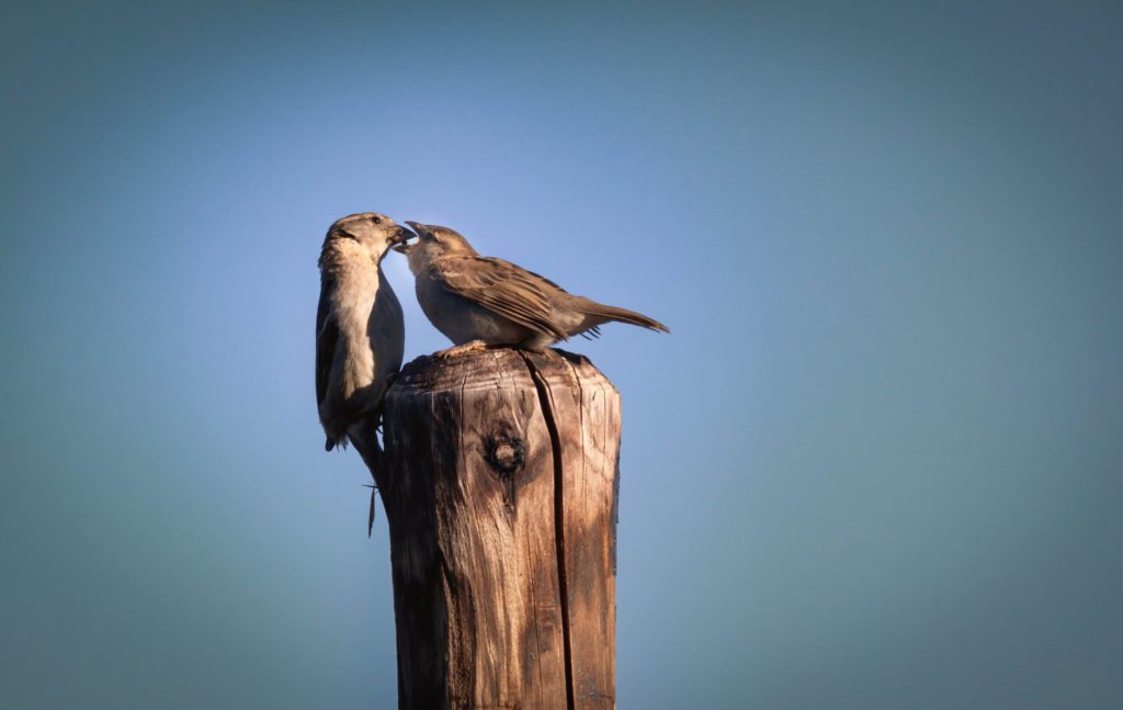 futterung eines jungen vogels